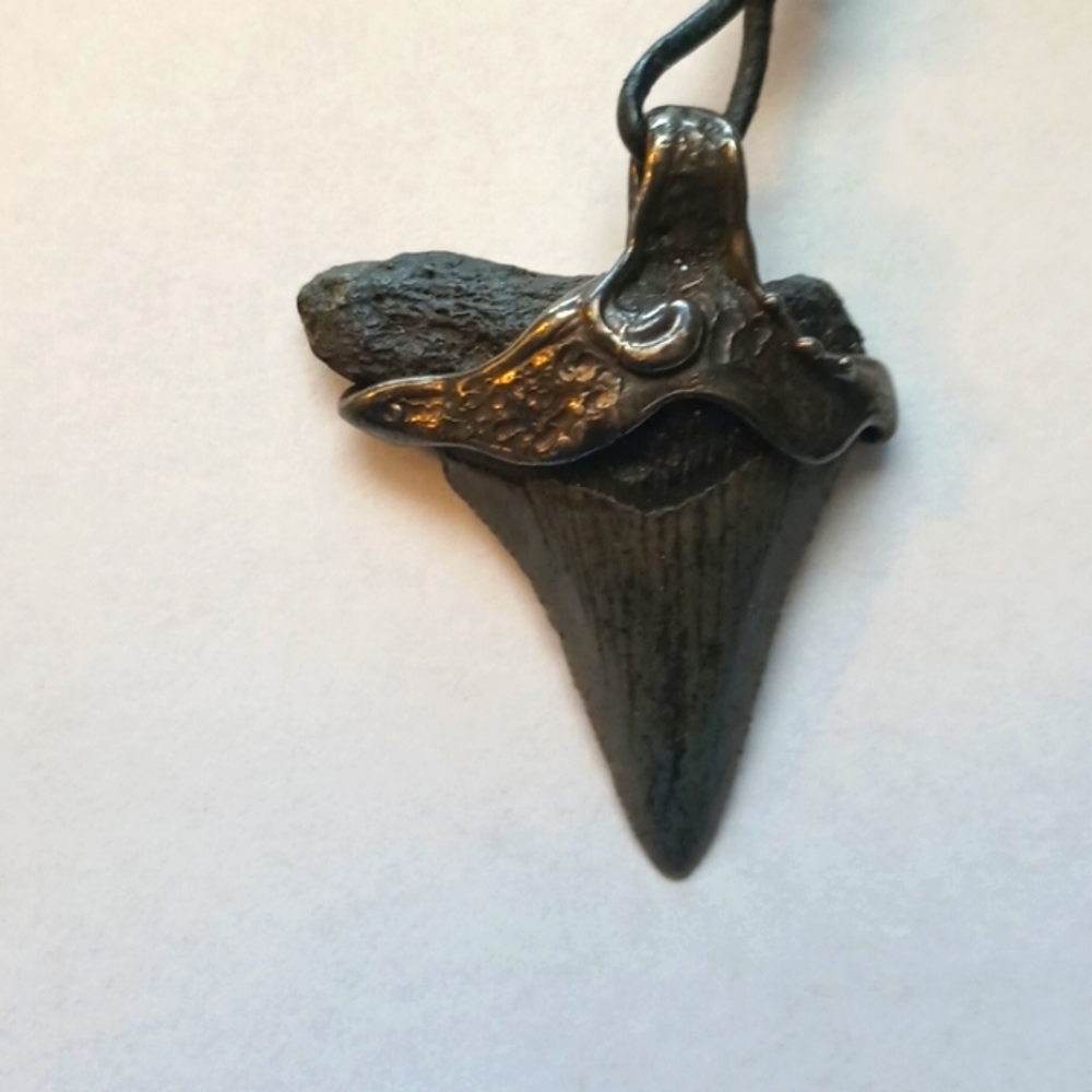 Petrified Sharks Tooth